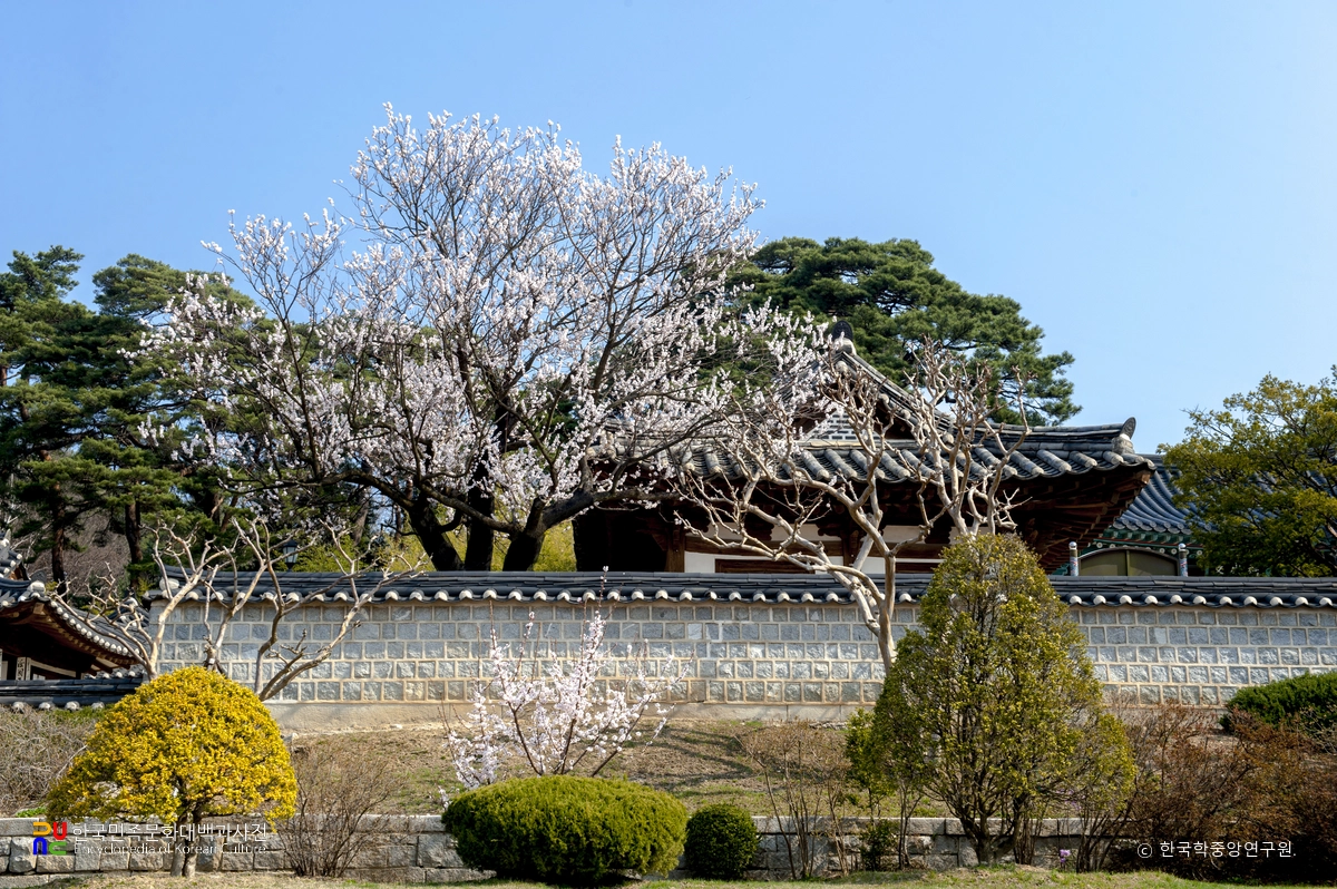 강릉 오죽헌 율곡매