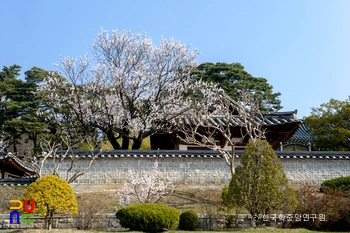 강릉 오죽헌 율곡매