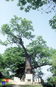 울진 수산리 굴참나무