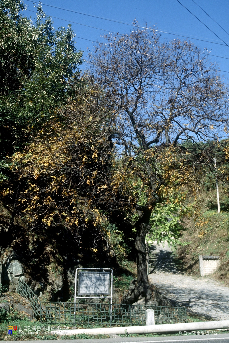 안동 송천동 모감주나무
