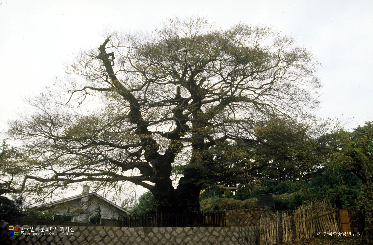 부산 좌수영성지 푸조나무