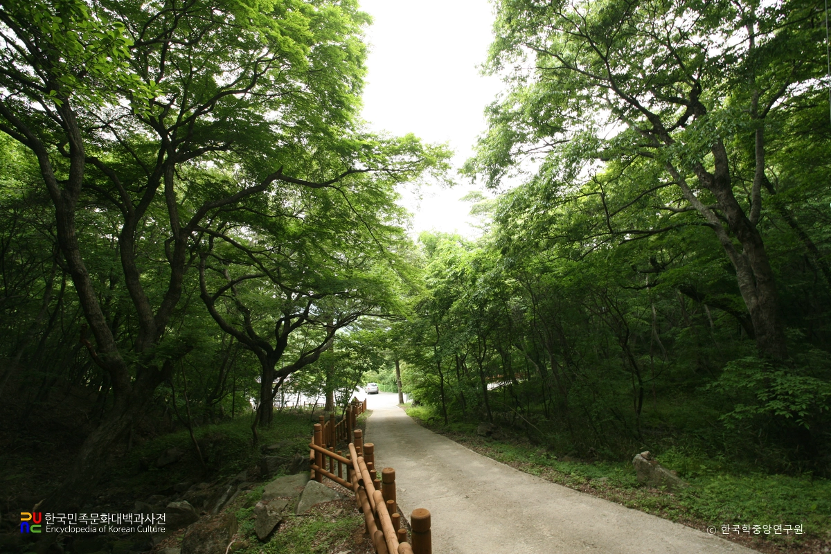 고창 문수사 단풍나무 숲