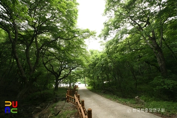 고창 문수사 단풍나무 숲