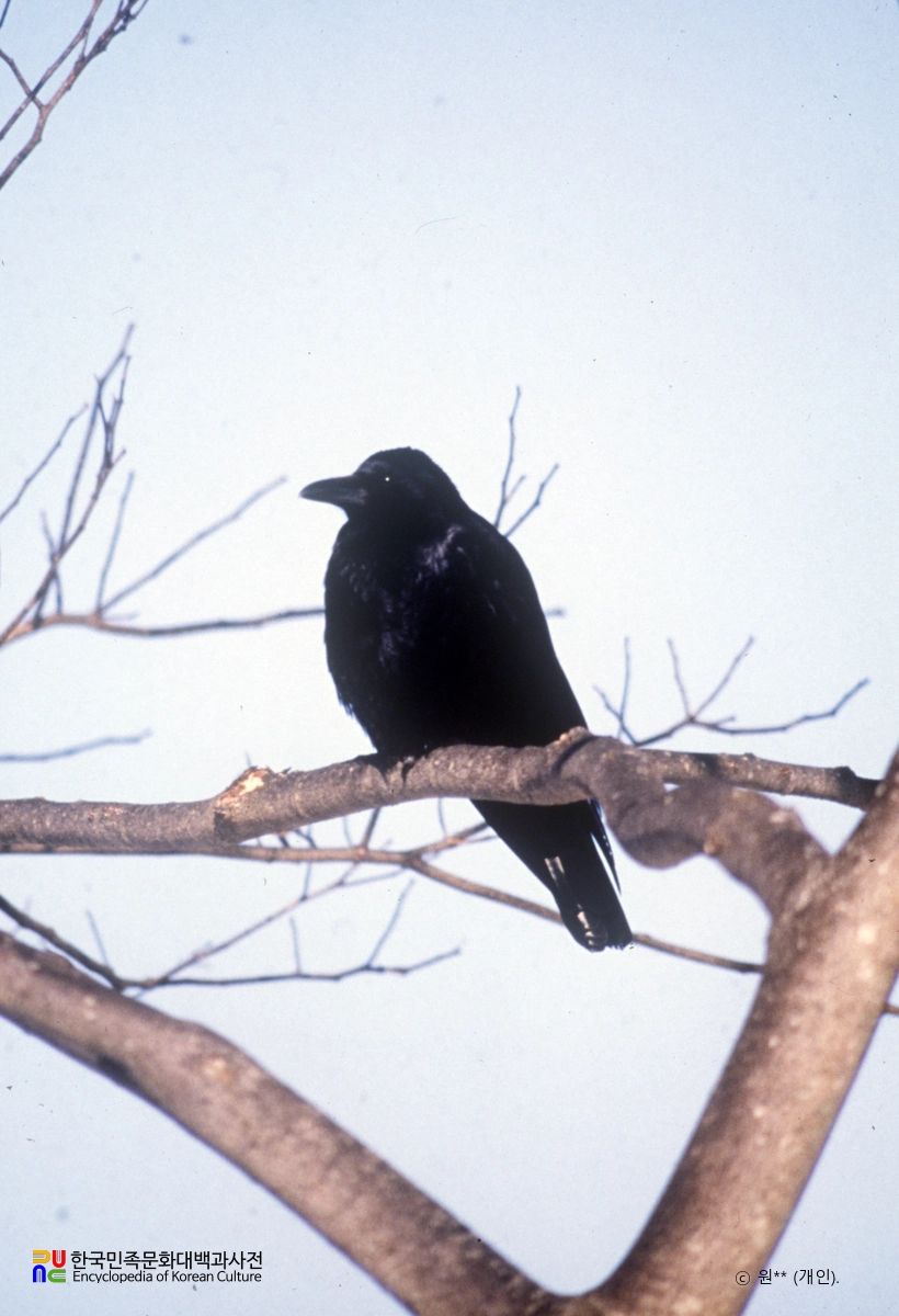 까마귀