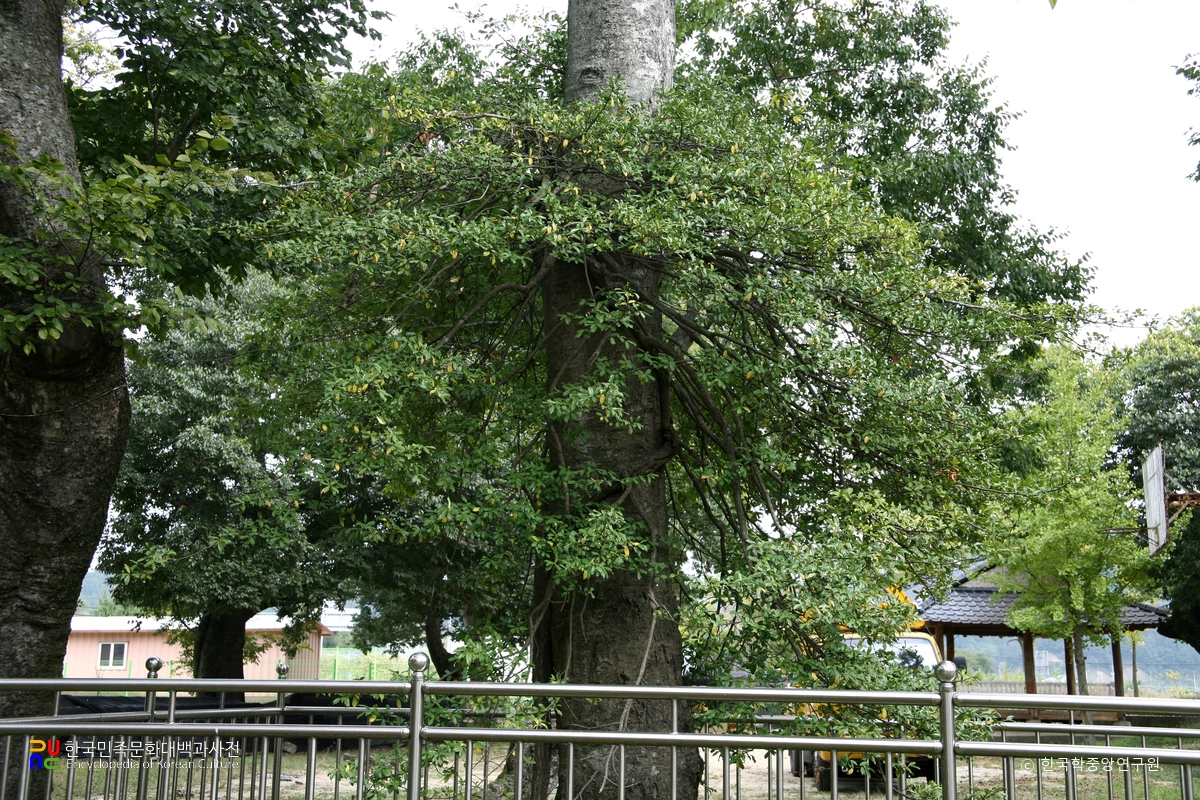 진안 가림리 줄사철나무