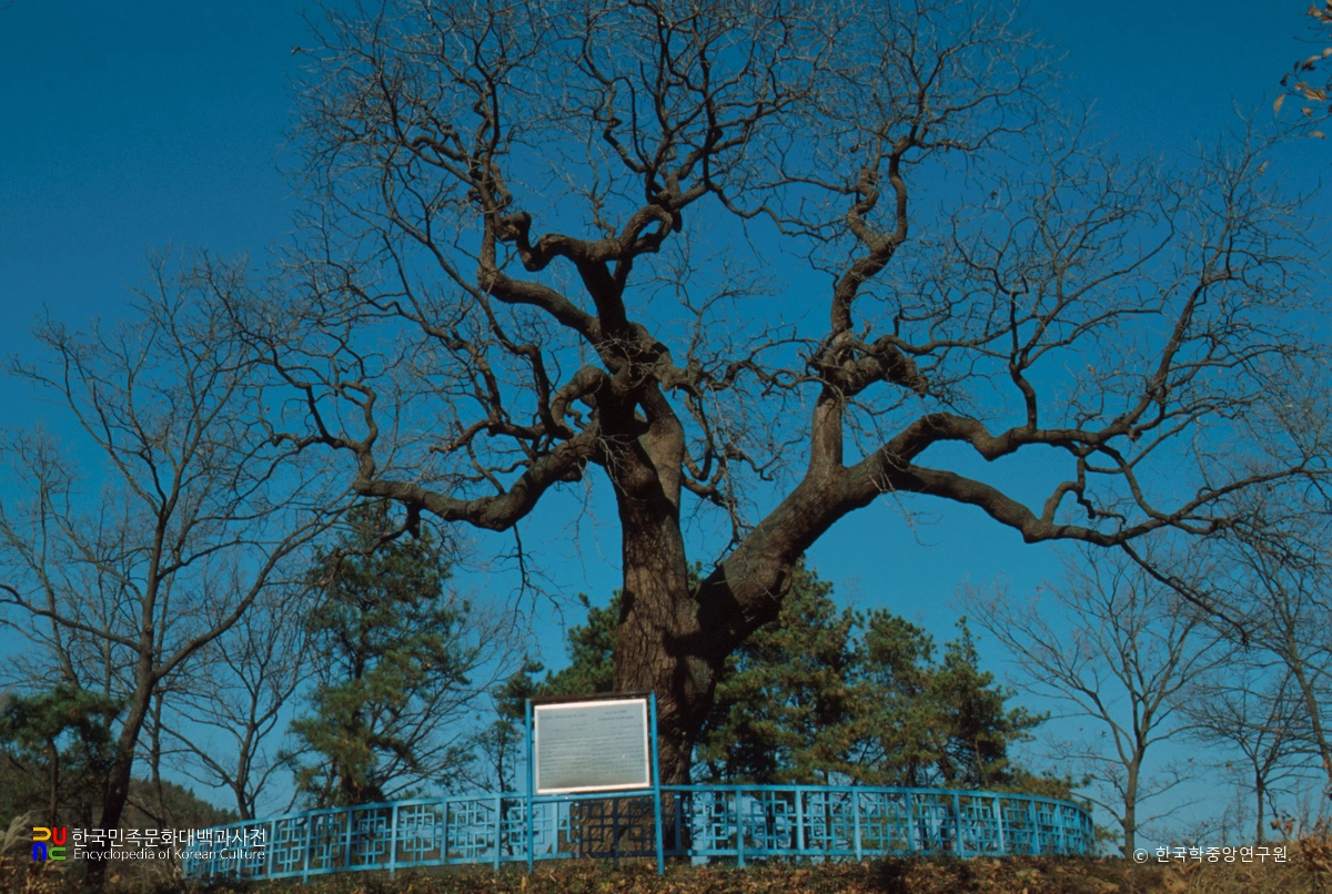 청원 공북리 음나무