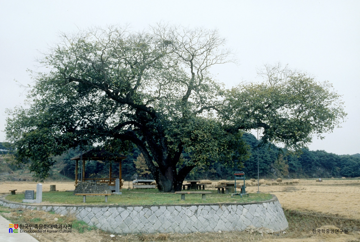 예천 금남리 황목근(팽나무)