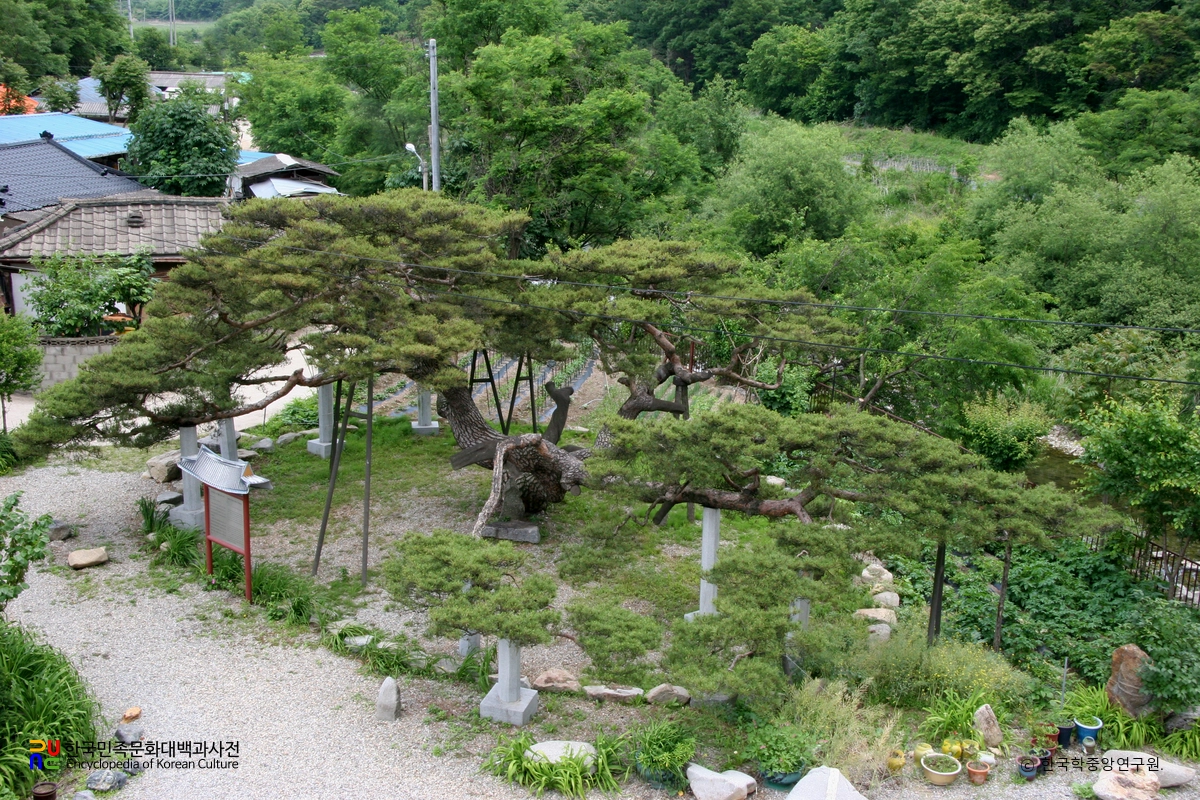 문경 대하리 소나무