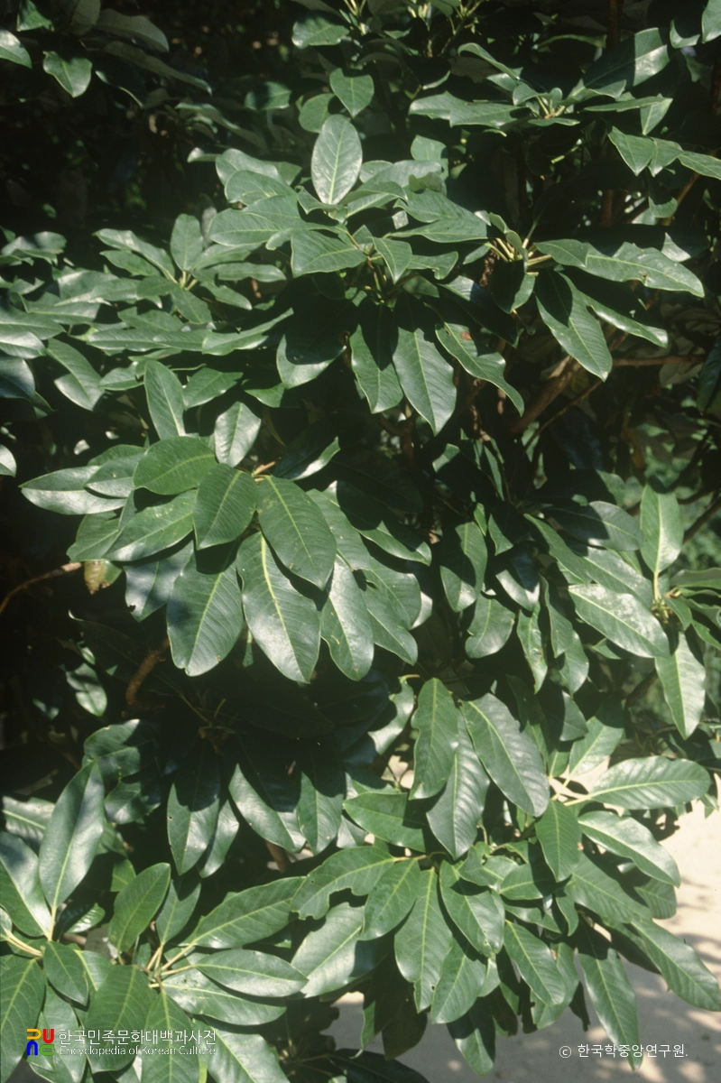 내장산 굴거리나무