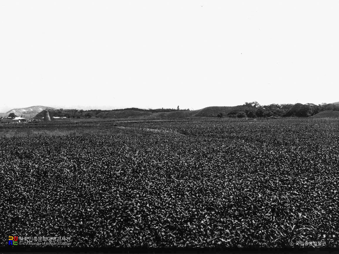 경주 계림, 월성과 첨성대 전경