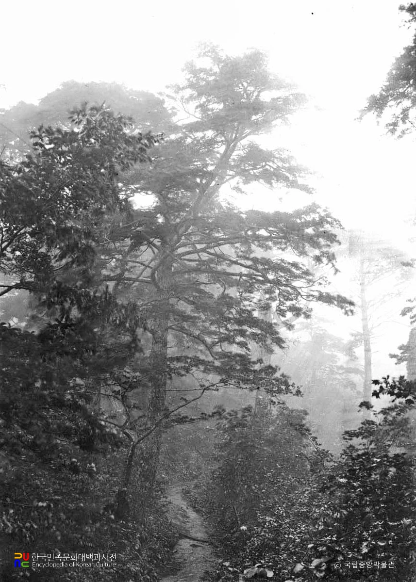 태하동의 솔송나무, 섬잣나무 및 너도밤나무 군락의 솔송나무 임상[표고 300m 부근]