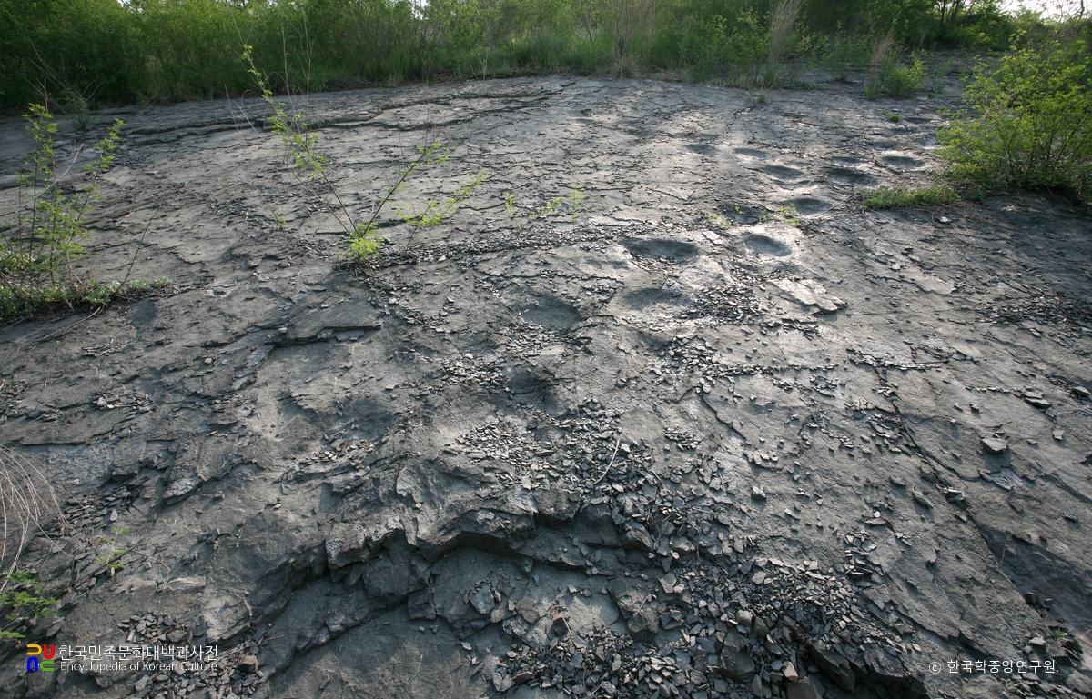 호계리 공룡발자국 화석