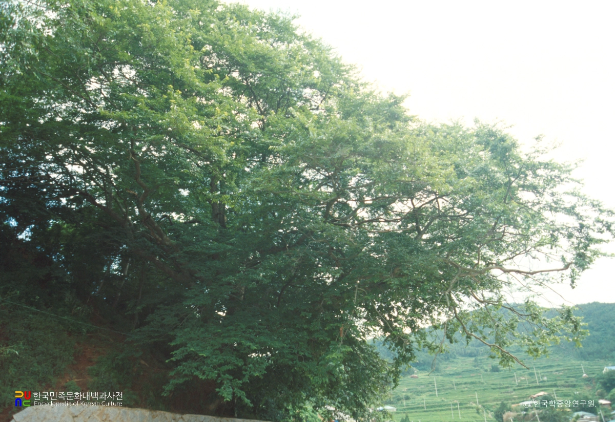 거제 시방리 팽나무