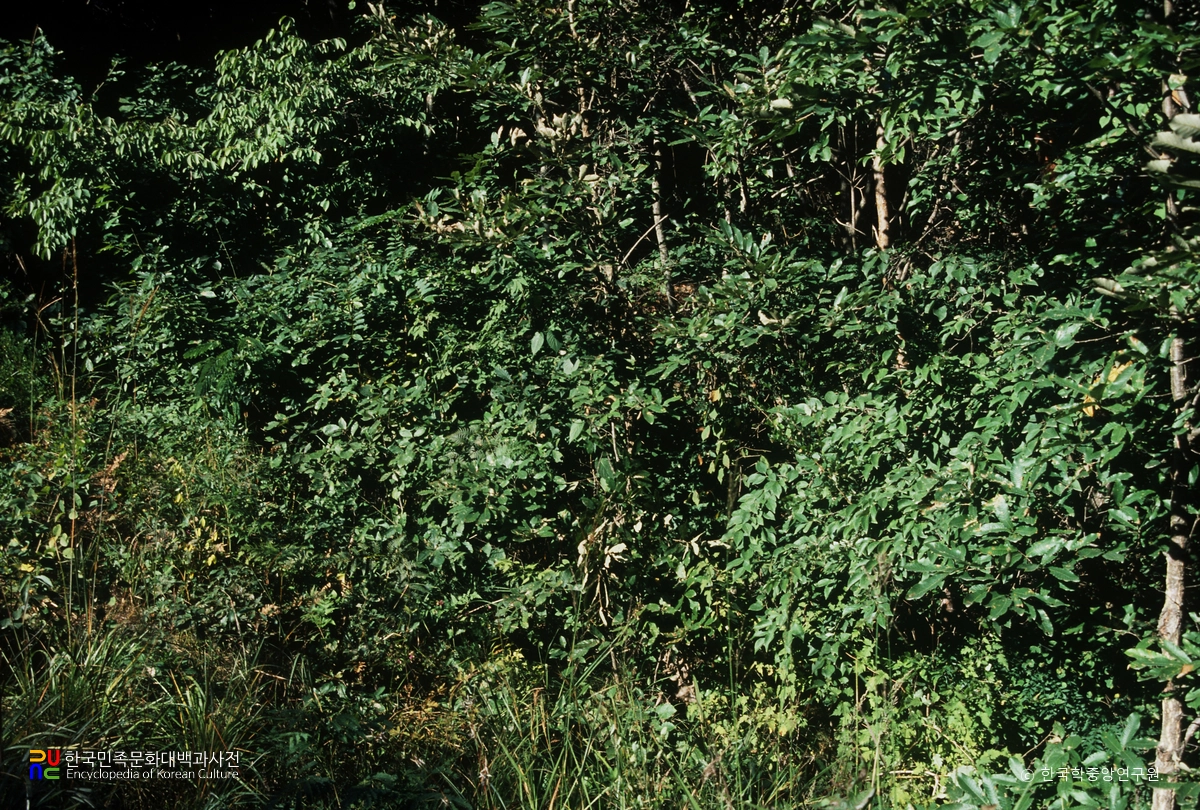 부안 미선나무 자생지