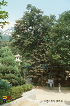 보리수나무