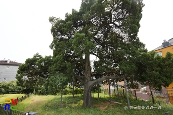 서울 선농단 향나무