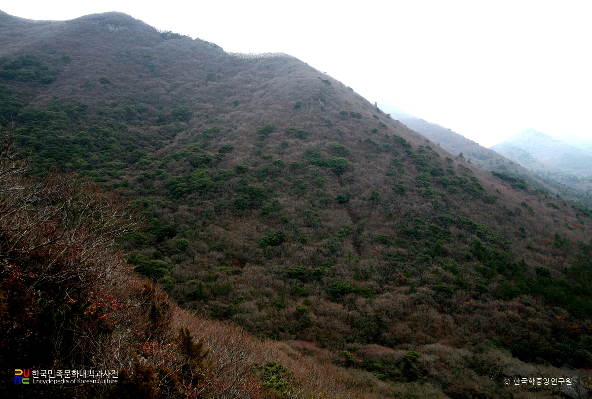 진도 쌍계사 상록수림