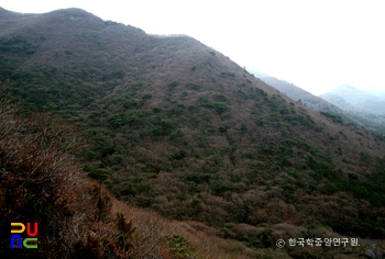 진도 쌍계사 상록수림