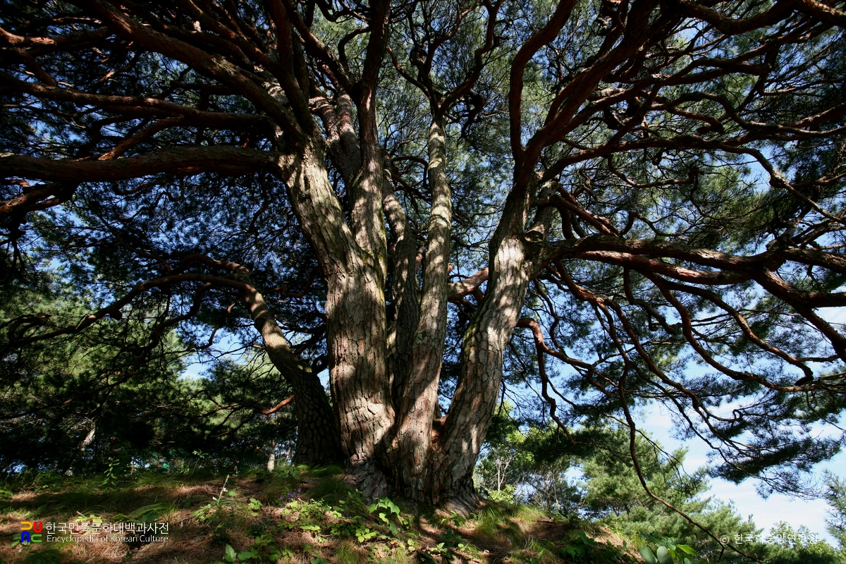 영양 답곡리 만지송