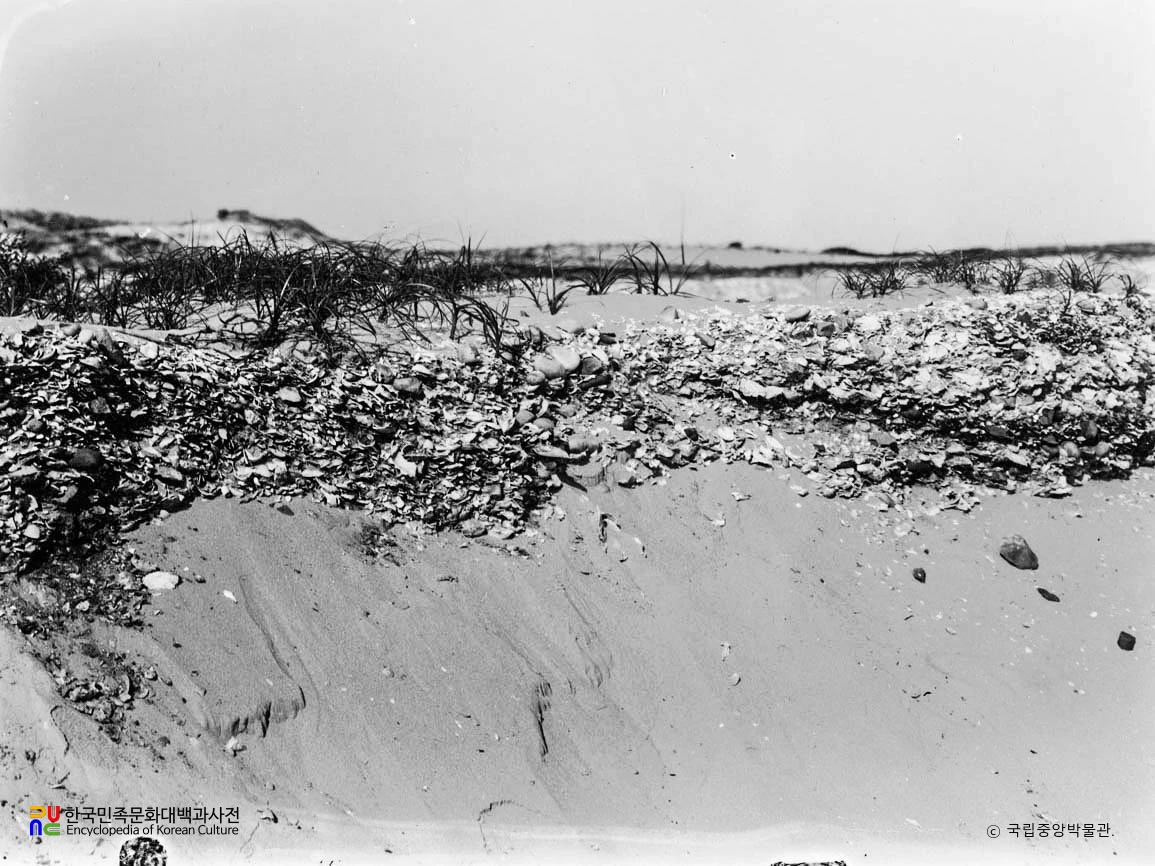 황해 장연 몽금포 패총 단층.