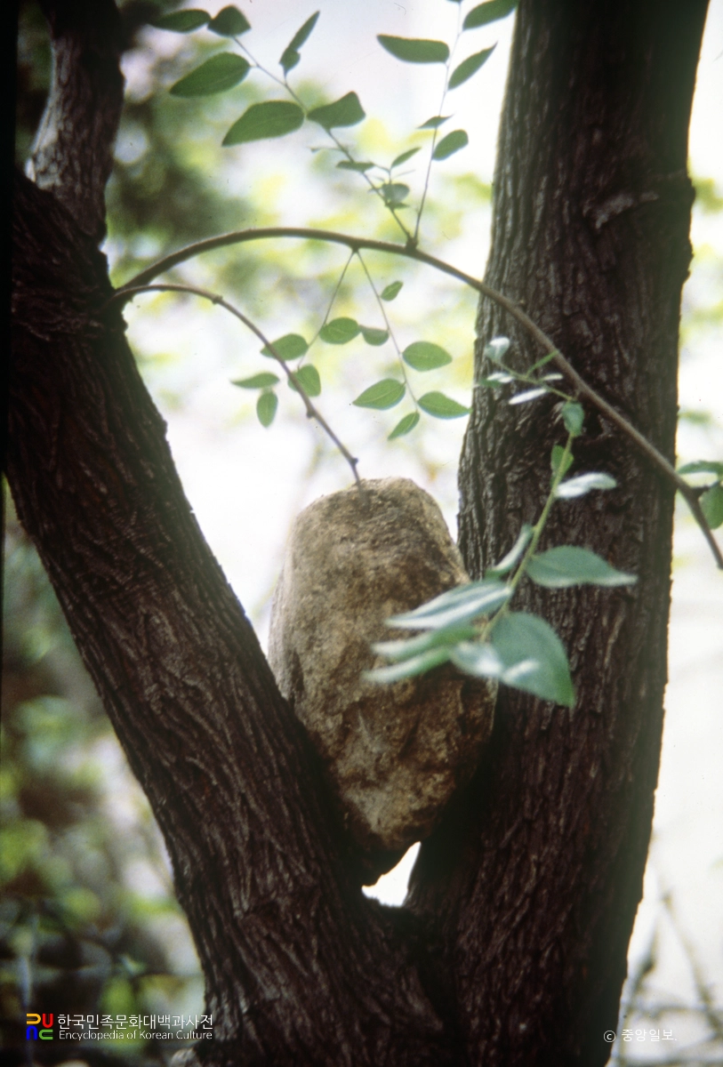 나무 시집보내기