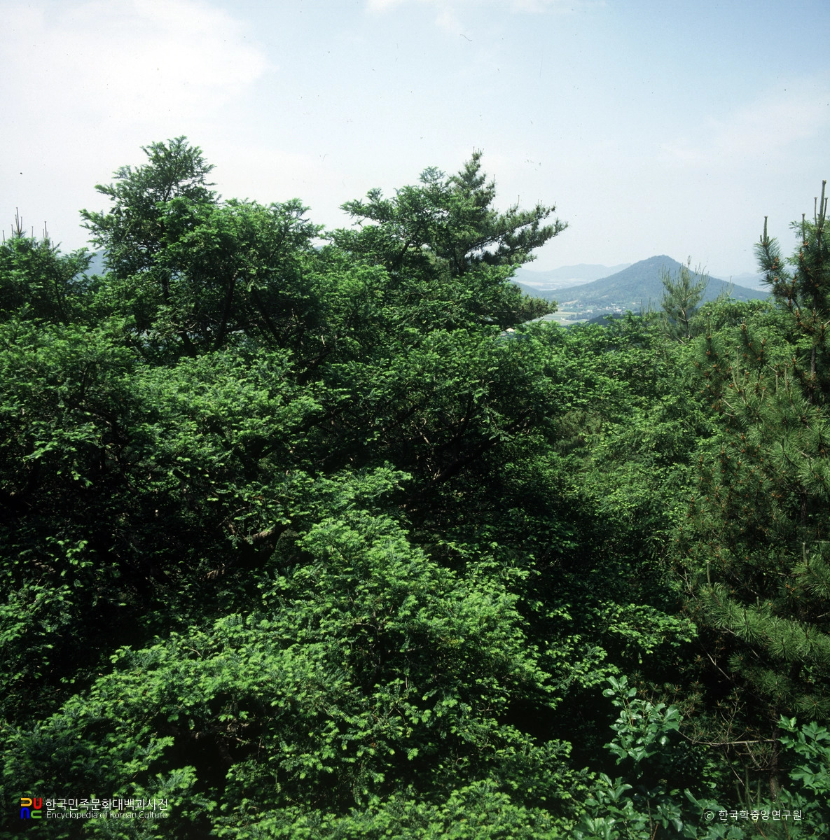 해남 녹우단 비자나무 숲