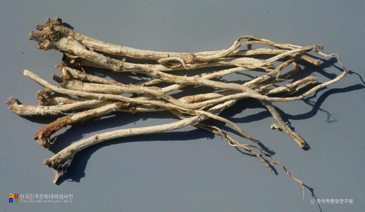 황기 뿌리
