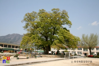 담양 대치리 느티나무