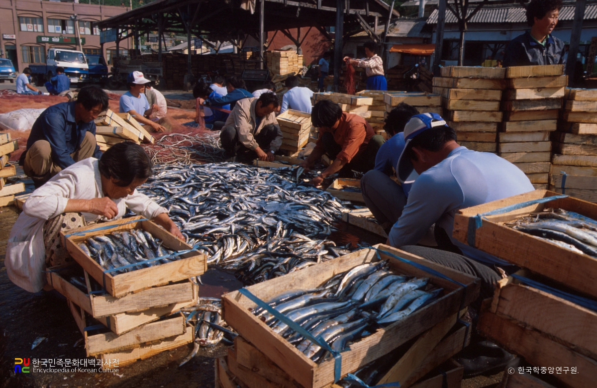 꽁치를 상자에 담고 있는 모습