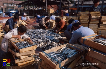 꽁치를 상자에 담고 있는 모습