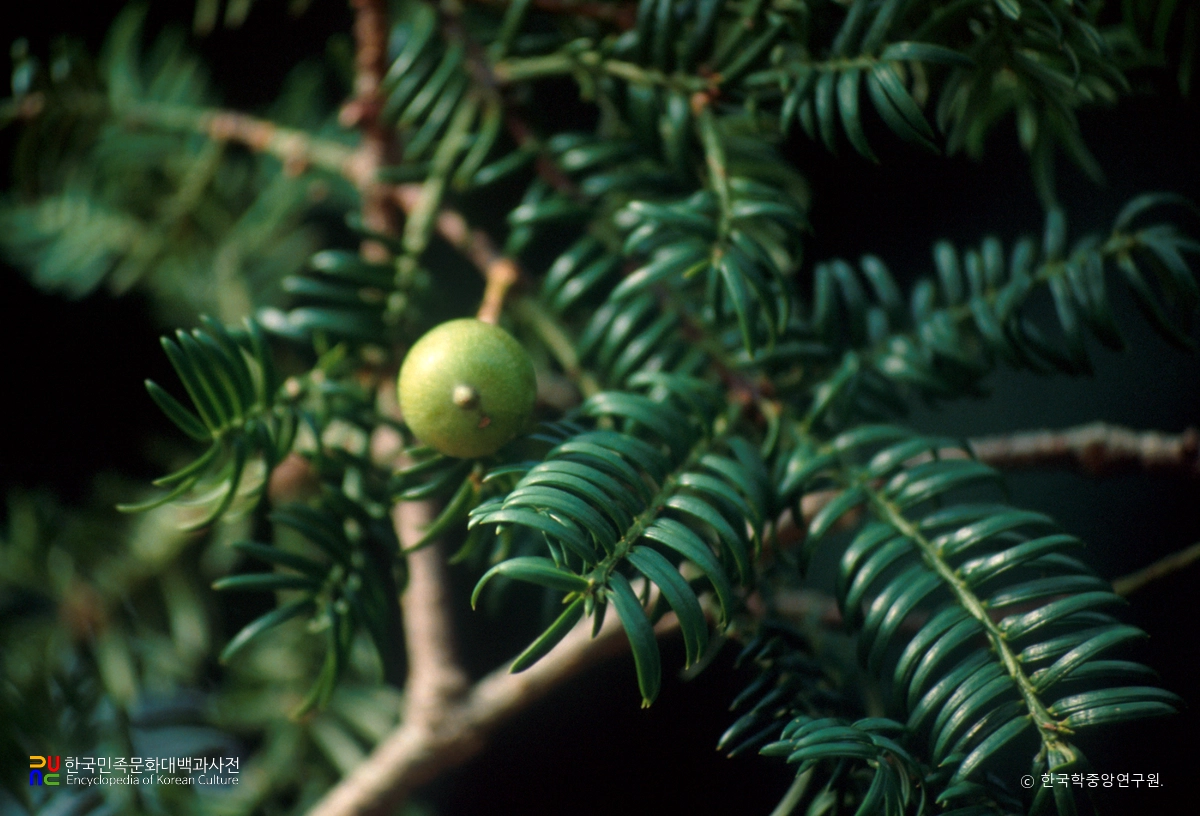 진도 상만리 비자나무