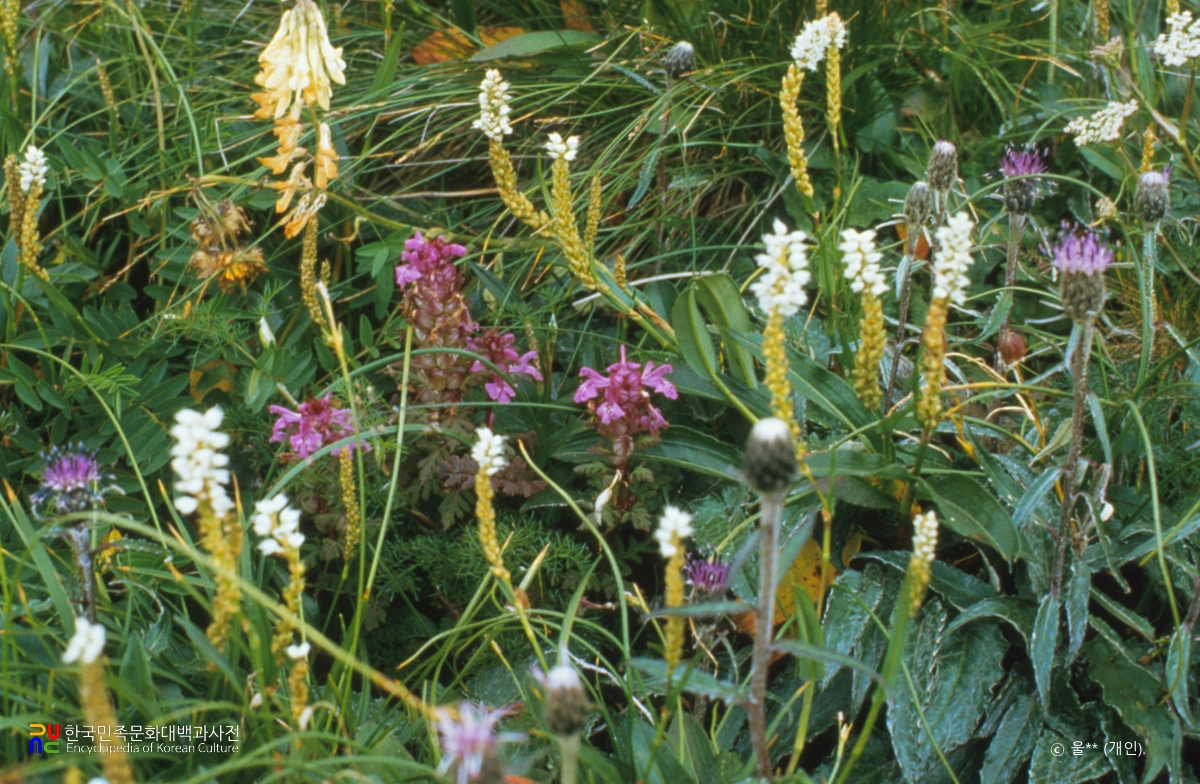 백두산 자생식물