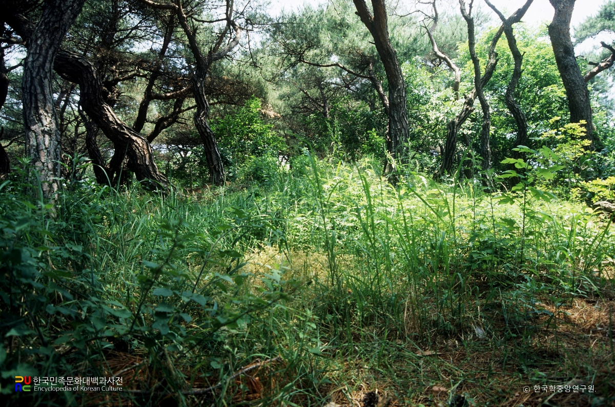 경주 구정동 고분군