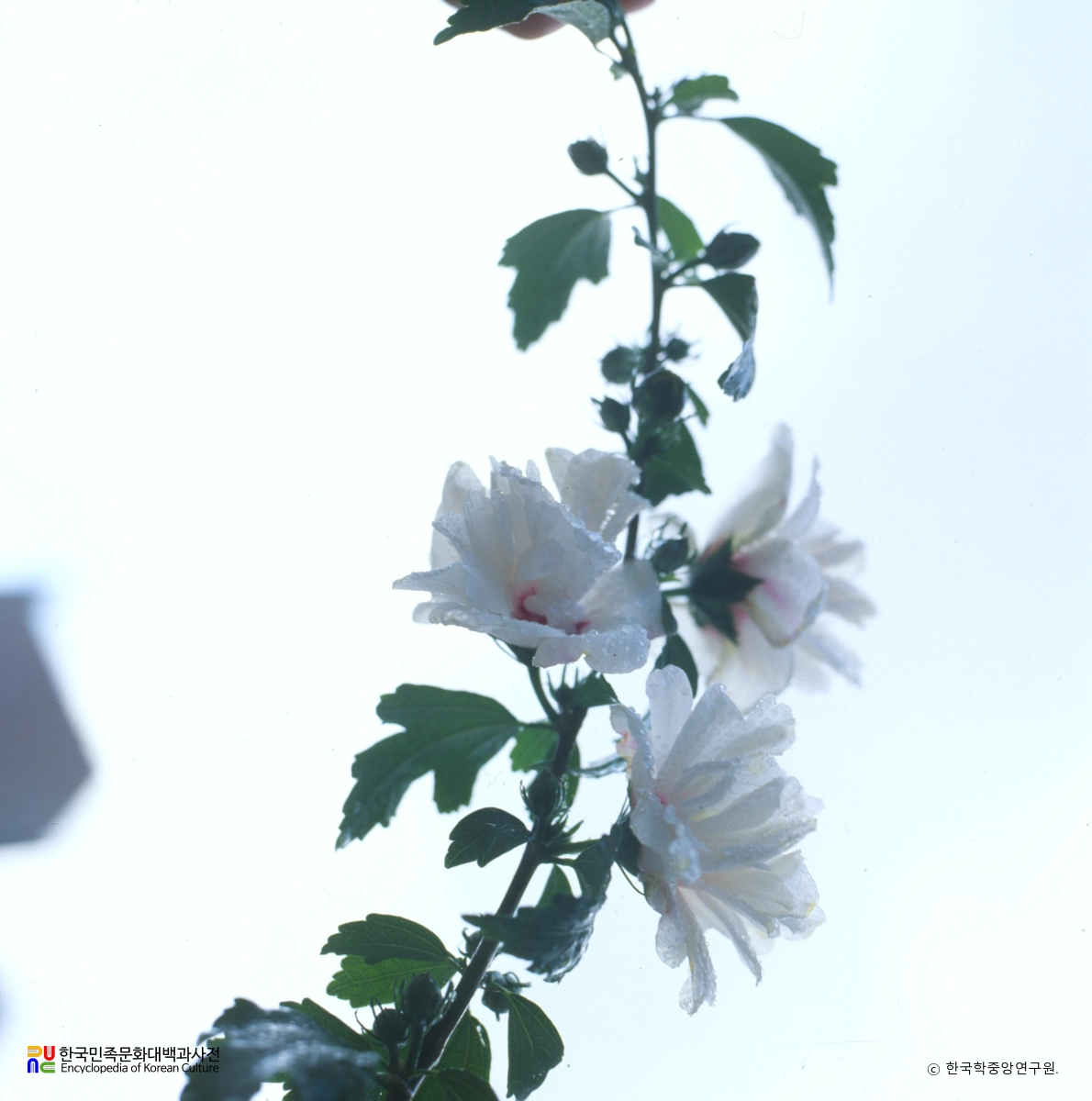 무궁화 / 설단심