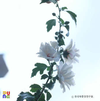 무궁화 / 설단심