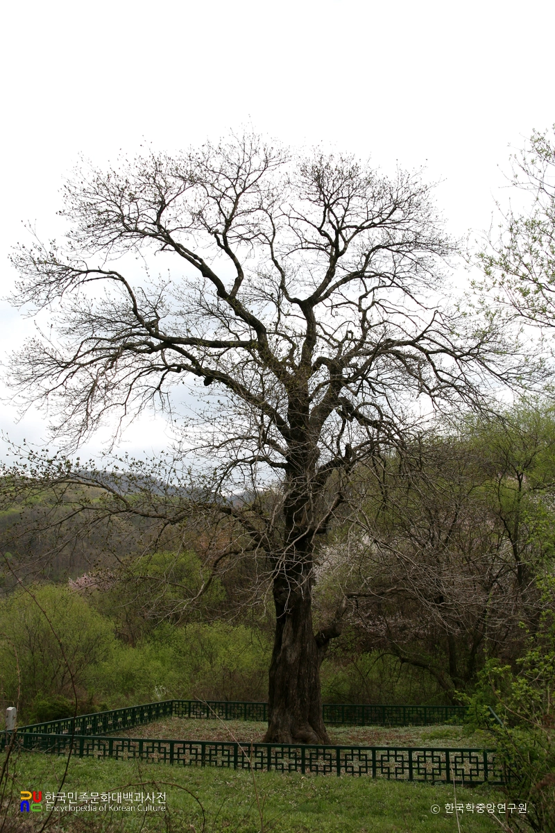 파주 무건리 물푸레나무