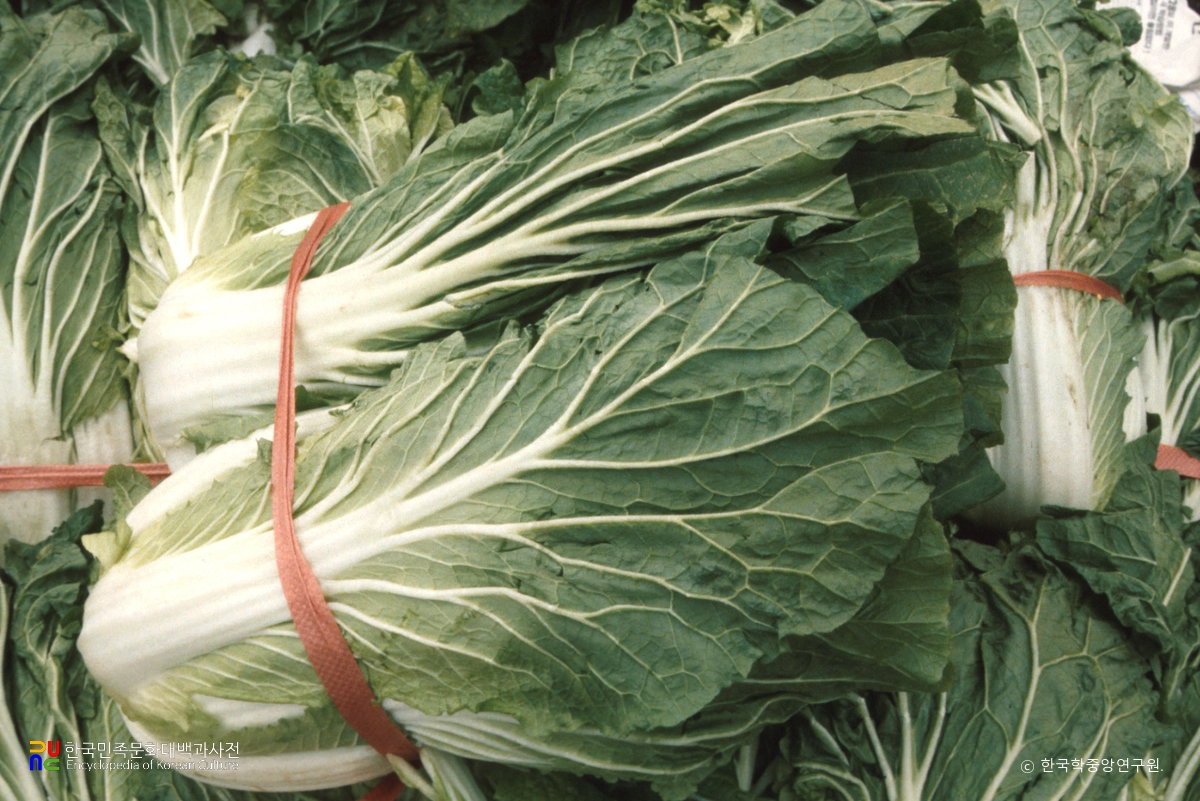 배추