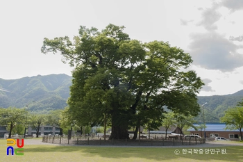 삼척 도계리 긴잎느티나무