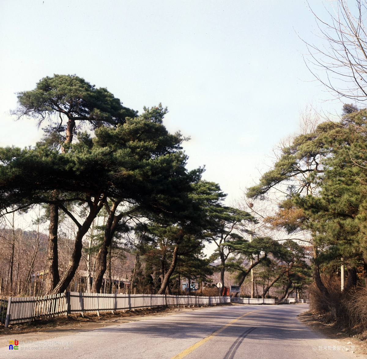 노송지대