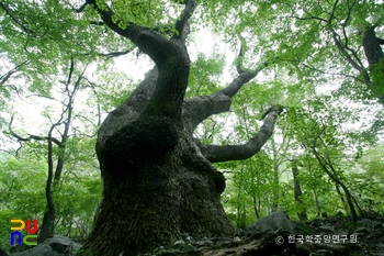 강릉 산계리 굴참나무 군