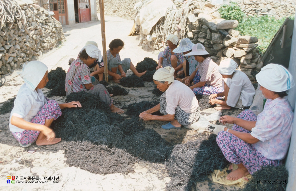 대마도 / 톳 채취