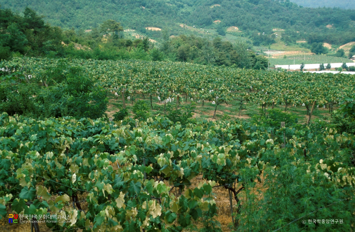 포도밭
