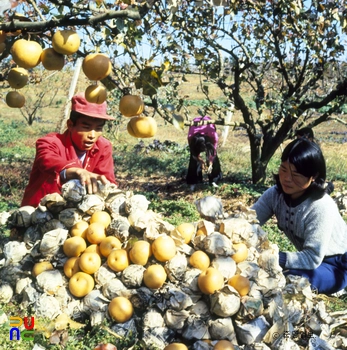 배 과수원