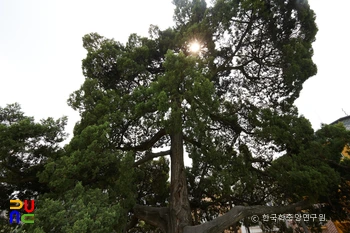 서울 선농단 향나무