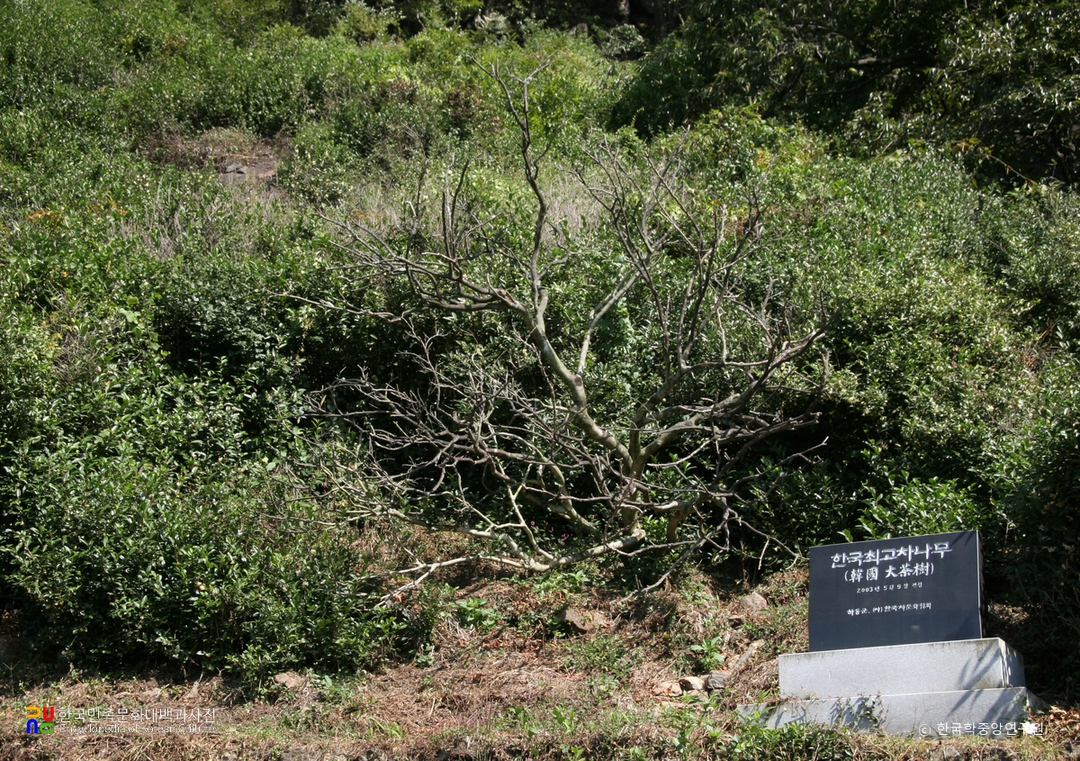 하동 정금리 차나무