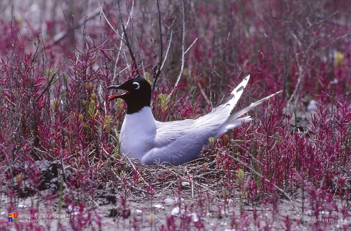 검은머리갈매기