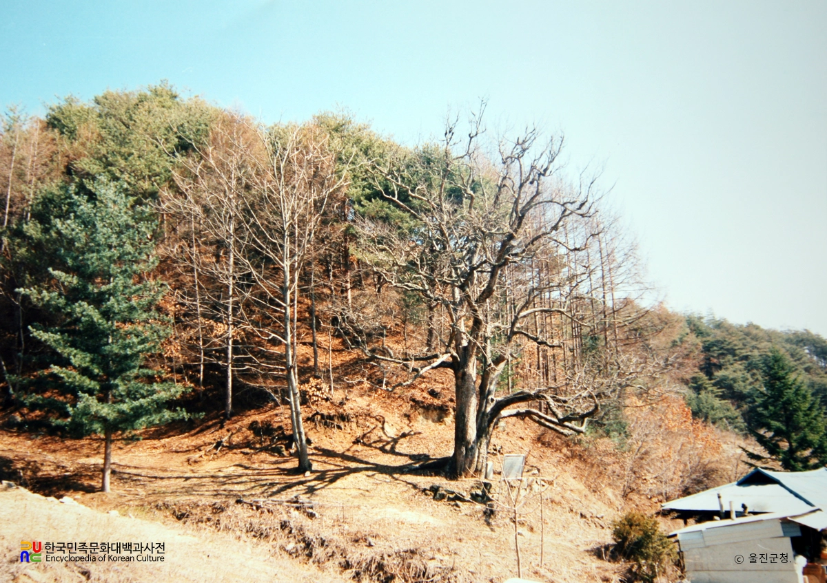 울진 쌍전리 산돌배나무