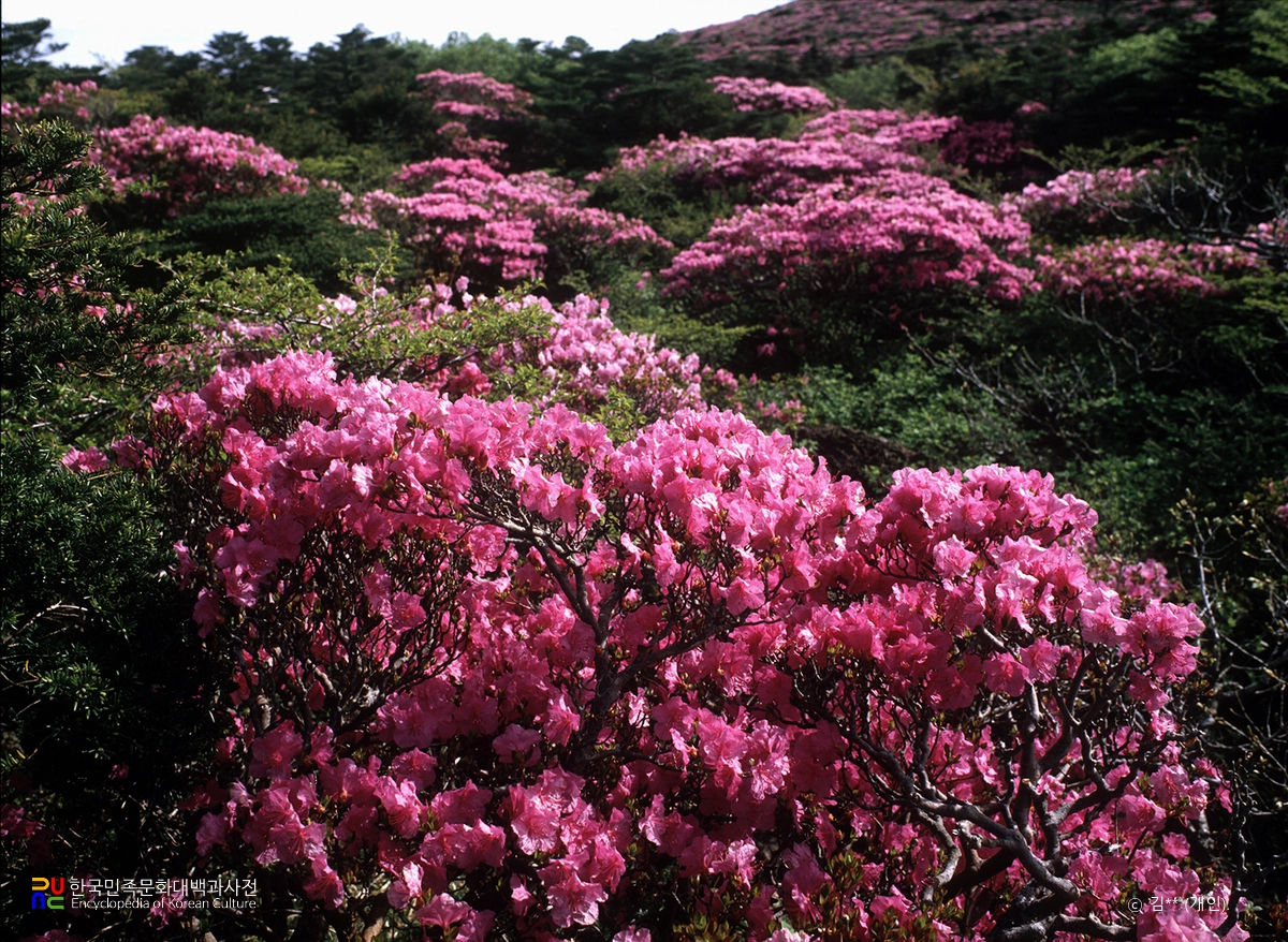 진달래 / 한라산