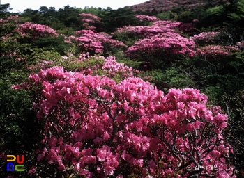 진달래 / 한라산