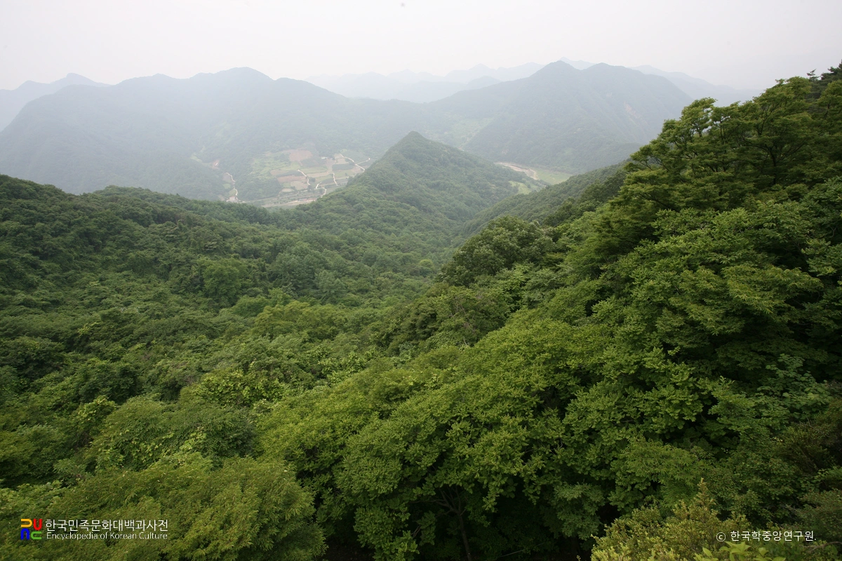 제천 복평리 모감주나무 군락